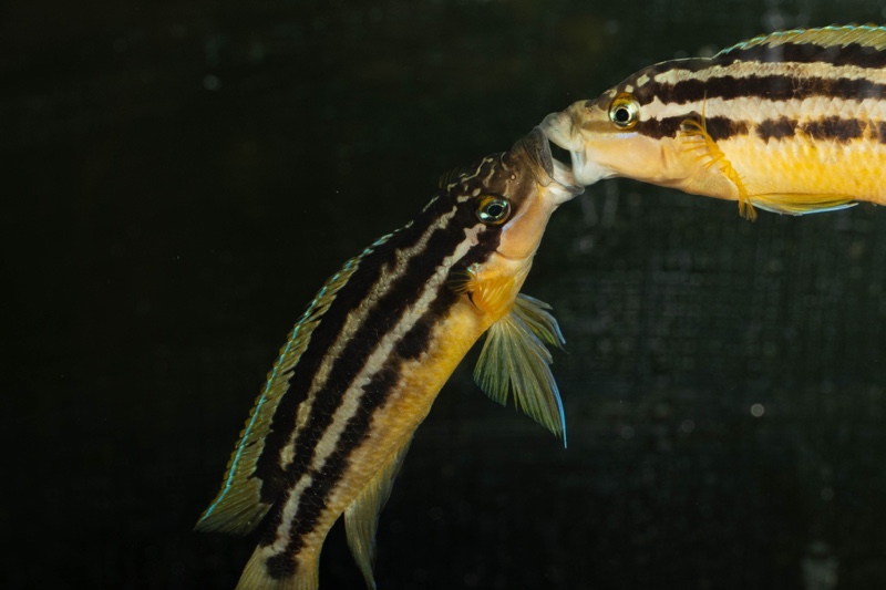 Julidochromis sp. 'ornatus uvira' Uvira